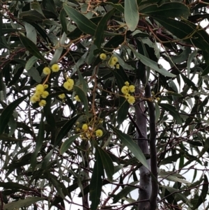 Acacia pycnantha at Majura, ACT - 17 Sep 2020 05:34 PM