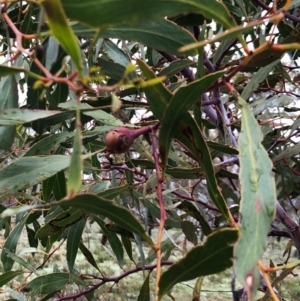 Acacia pycnantha at Majura, ACT - 17 Sep 2020