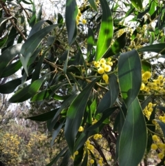 Acacia pycnantha (Golden Wattle) at ANBG - 16 Sep 2020 by Yumiko2020