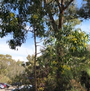 Acacia pycnantha at Acton, ACT - 16 Sep 2020