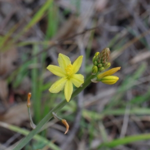 Bulbine bulbosa at O'Connor, ACT - 18 Sep 2020