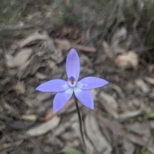 Glossodia major at Lake George, NSW - suppressed