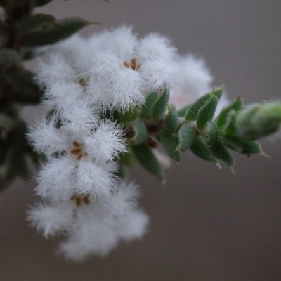 Leucopogon attenuatus (Small-leaved Beard Heath) at O'Connor, ACT - 18 Sep 2020 by ConBoekel