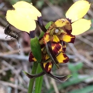 Diuris pardina at Downer, ACT - suppressed