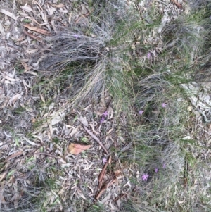 Glossodia major at Downer, ACT - 18 Sep 2020