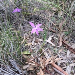 Glossodia major at Downer, ACT - 18 Sep 2020