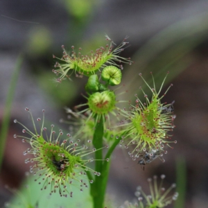 Drosera (genus) at O'Connor, ACT - 18 Sep 2020 10:29 AM