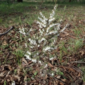 Styphelia fletcheri subsp. brevisepala at Cook, ACT - 17 Sep 2020