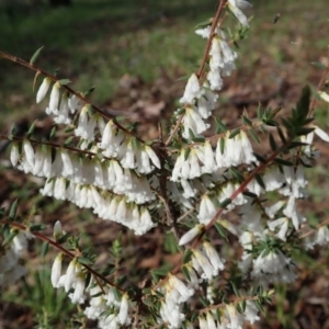 Styphelia fletcheri subsp. brevisepala at Cook, ACT - 17 Sep 2020