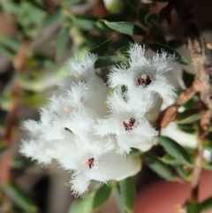 Styphelia fletcheri subsp. brevisepala at Cook, ACT - 17 Sep 2020