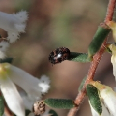 Eurhopalus froggatti (Dermestid beetle, Skin beetle) at Belconnen, ACT - 17 Sep 2020 by CathB