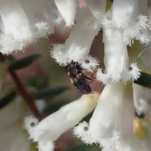 Eurhopalus froggatti at Belconnen, ACT - 17 Sep 2020