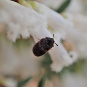 Eurhopalus froggatti at Belconnen, ACT - 17 Sep 2020