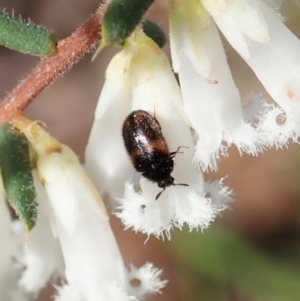 Eurhopalus froggatti at Belconnen, ACT - 17 Sep 2020