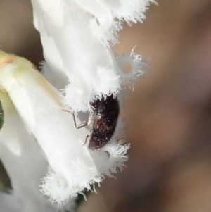 Eurhopalus froggatti at Belconnen, ACT - 17 Sep 2020