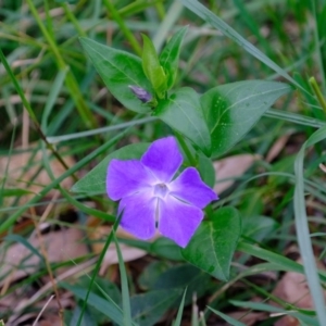 Vinca major at Melba, ACT - 18 Sep 2020