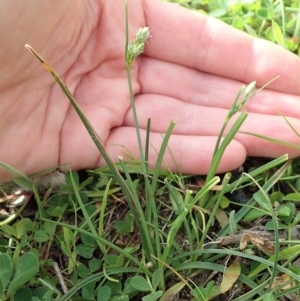 Carex inversa at Cook, ACT - 17 Sep 2020 02:25 PM