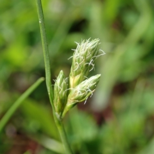 Carex inversa at Cook, ACT - 17 Sep 2020 02:25 PM