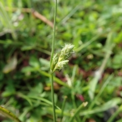 Carex inversa at Cook, ACT - 17 Sep 2020 02:25 PM