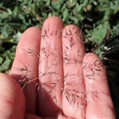 Aira elegantissima (Delicate Hairgrass) at Cook, ACT - 17 Sep 2020 by CathB