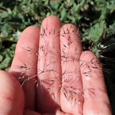 Aira elegantissima (Delicate Hairgrass) at Mount Painter - 17 Sep 2020 by CathB