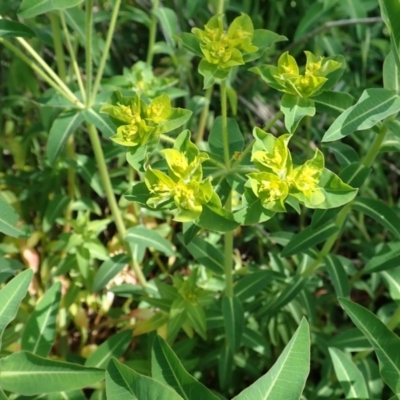 Euphorbia oblongata (Egg-leaf Spurge) at Mount Painter - 17 Sep 2020 by CathB