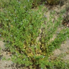 Erodium crinitum (Native Crowfoot) at Phillip, ACT - 16 Sep 2020 by Mike