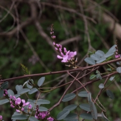 Indigofera australis subsp. australis (Australian Indigo) at O'Connor, ACT - 17 Sep 2020 by ConBoekel