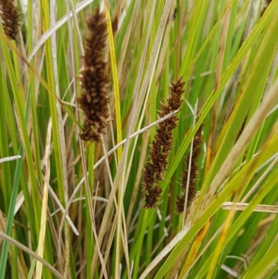 Carex appressa (Tall Sedge) at Dunlop, ACT - 18 Sep 2020 by tpreston