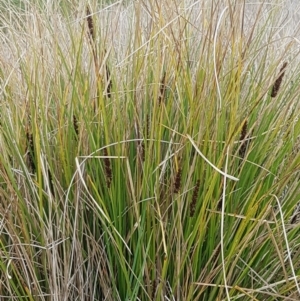 Carex appressa at Dunlop, ACT - 18 Sep 2020