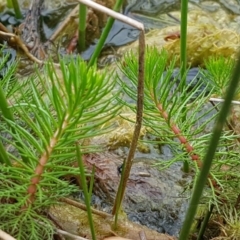 Myriophyllum crispatum (Water Millfoil) at Dunlop, ACT - 18 Sep 2020 by tpreston