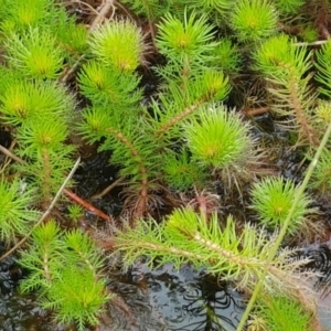 Myriophyllum crispatum at Dunlop, ACT - 18 Sep 2020