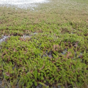 Myriophyllum crispatum at Dunlop, ACT - 18 Sep 2020