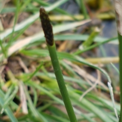 Eleocharis sp. (Spike-rush) at Dunlop Grasslands - 18 Sep 2020 by tpreston