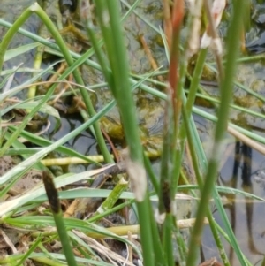 Eleocharis sp. at Dunlop, ACT - 18 Sep 2020