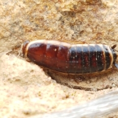 Melanozosteria dookiensis (Dookie woodland cockroach) at Dunlop Grasslands - 18 Sep 2020 by trevorpreston