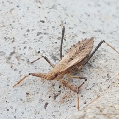 Reduviidae (family) (An assassin bug) at Dunlop Grasslands - 18 Sep 2020 by trevorpreston