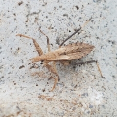 Reduviidae (family) at Dunlop, ACT - 18 Sep 2020 03:55 PM