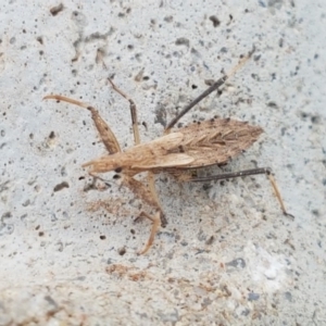 Reduviidae (family) at Dunlop, ACT - 18 Sep 2020