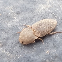 Agrypnus sp. (genus) (Rough click beetle) at Dunlop Grasslands - 18 Sep 2020 by tpreston