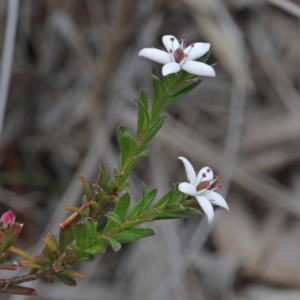 Rhytidosporum procumbens at O'Connor, ACT - 18 Sep 2020