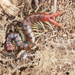 Cormocephalus aurantiipes (Orange-legged Centipede) at Dunlop, ACT - 18 Sep 2020 by tpreston
