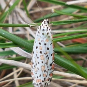 Utetheisa pulchelloides at Dunlop, ACT - 18 Sep 2020