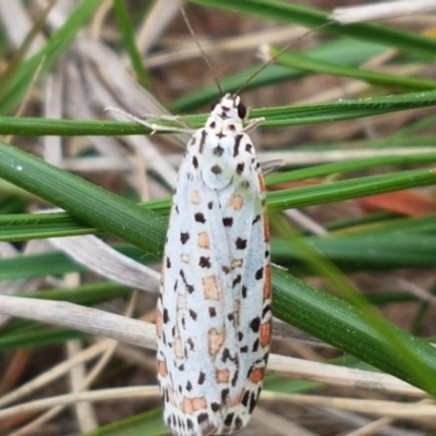 Utetheisa pulchelloides (Heliotrope Moth) at Dunlop, ACT - 18 Sep 2020 by tpreston