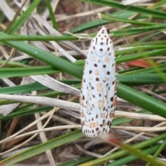 Utetheisa pulchelloides at Dunlop, ACT - 18 Sep 2020