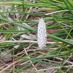 Utetheisa pulchelloides at Dunlop, ACT - 18 Sep 2020