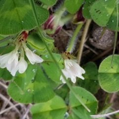 Trifolium subterraneum (Subterranean Clover) at Dunlop, ACT - 18 Sep 2020 by trevorpreston