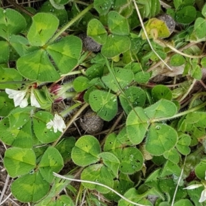 Trifolium subterraneum at Dunlop, ACT - 18 Sep 2020