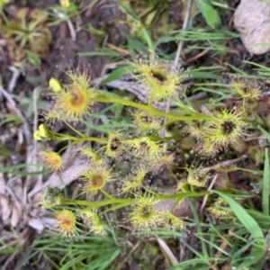 Drosera auriculata at Nanima, NSW - 18 Sep 2020