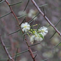 Acacia genistifolia (Early Wattle) at O'Connor, ACT - 17 Sep 2020 by ConBoekel